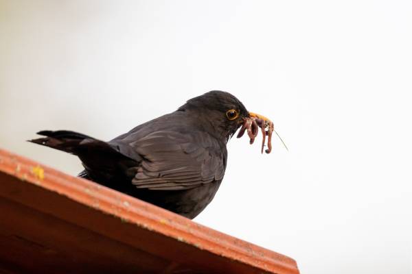 Top Tips for Feeding Small Birds: Dried Mealworms Feeding Guide