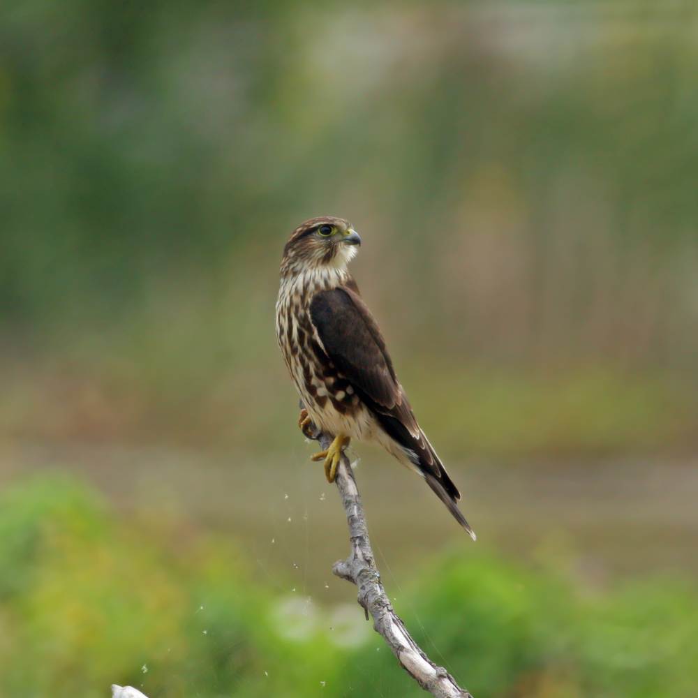 BeakyBites Merlin Bird Facts