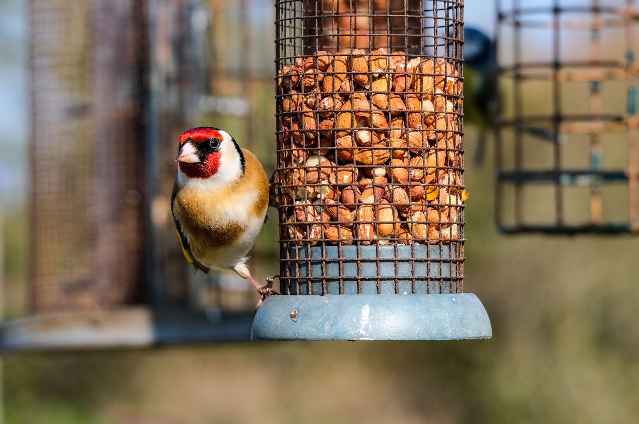 Top Seed Choices for Finches: Finding the Best Seed for Finches