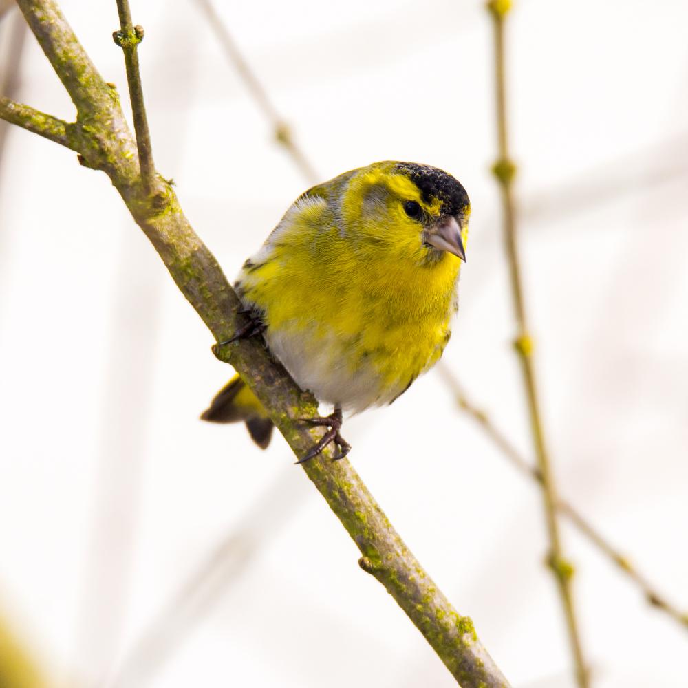 BeakyBites Siskin Bird Facts