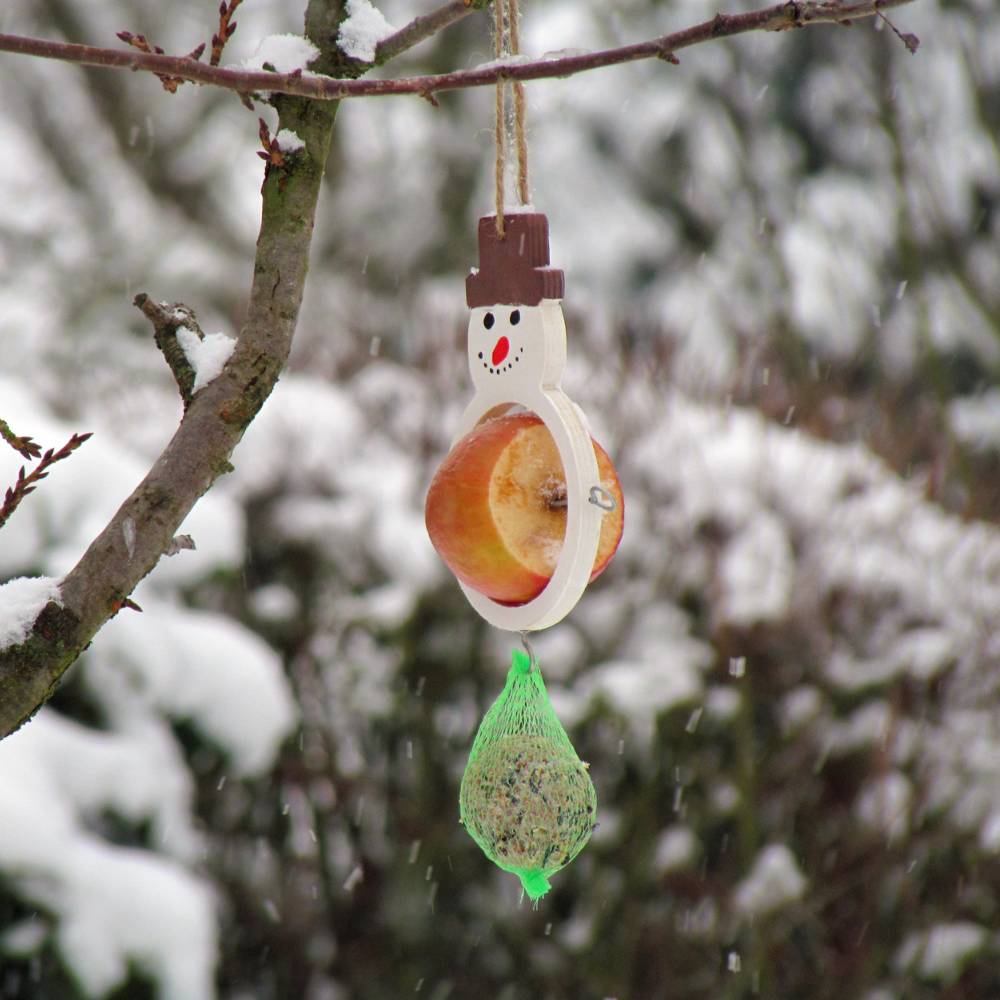 Winter Bird Feeding Calendar: What to Put Out Month by Month