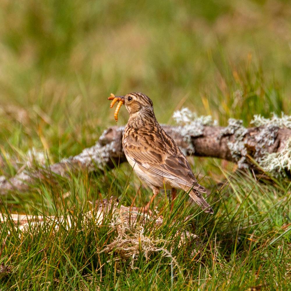 How to Protect UK Ground Nesting Birds: Tips and Insights