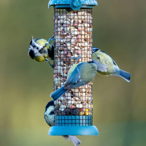 Best Bird Feeders: Top Tips for Feeding Garden Birds