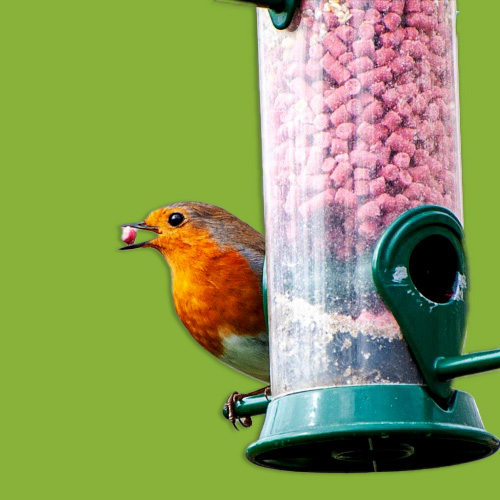 Bird Peanuts, Sunflower Hearts, Niger Seeds - BeakyBites