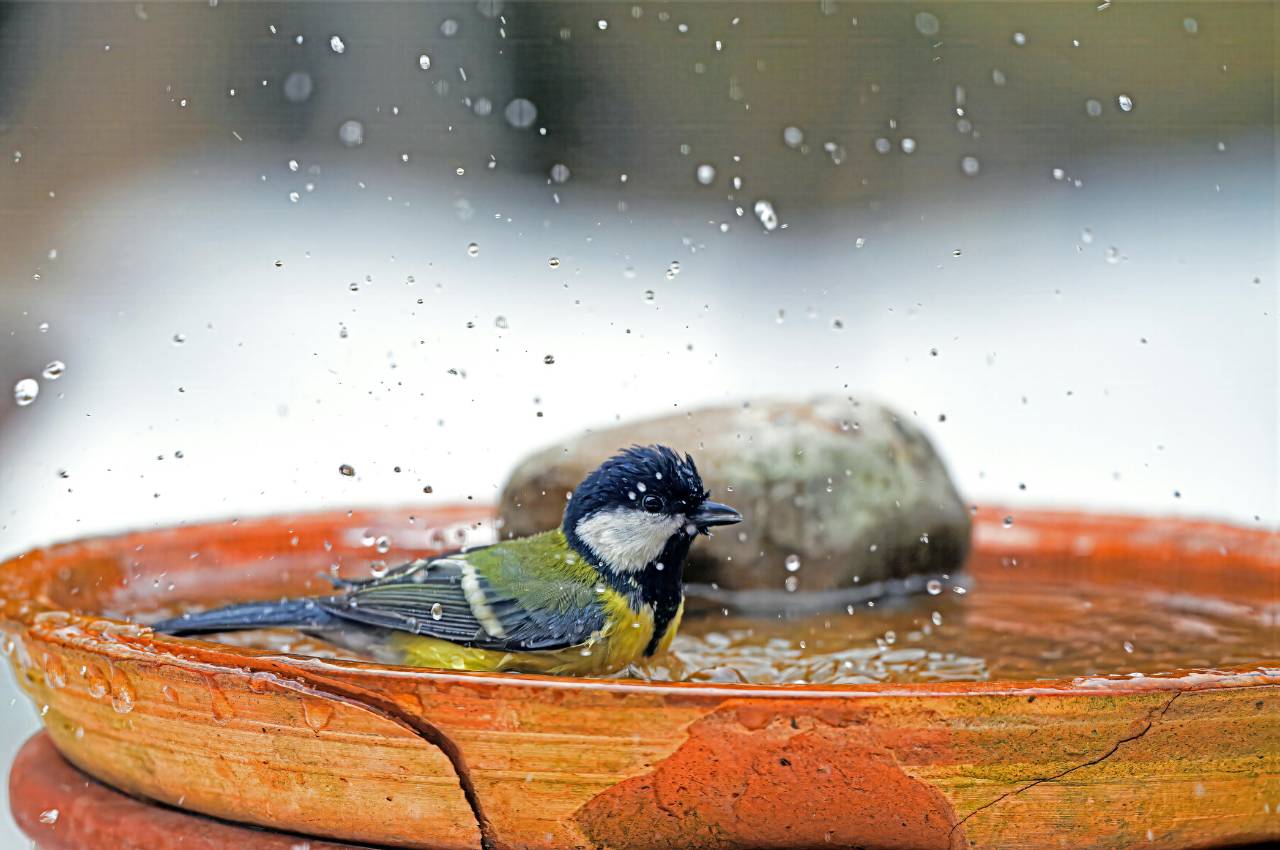 Best Small Bird Feeders for Summer: Window Bird Feeders for Garden Birds