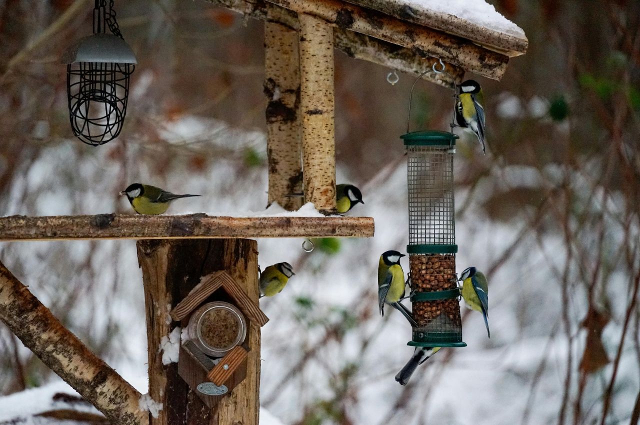 What Small Garden Birds Need in February : Essential Tips for Late ...