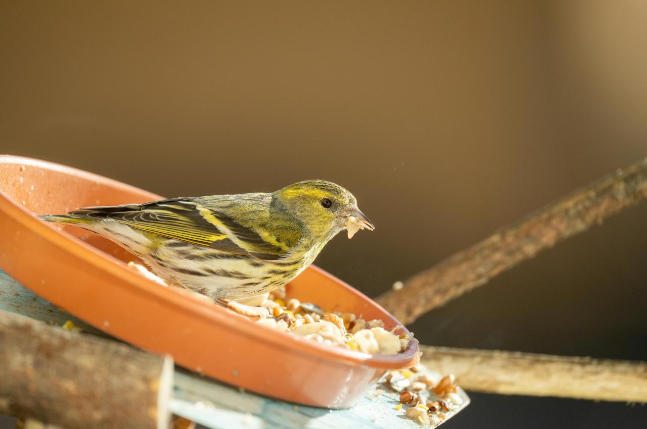 RSPB Warning on Bird Feeders: How to Keep Feeding Birds Safely