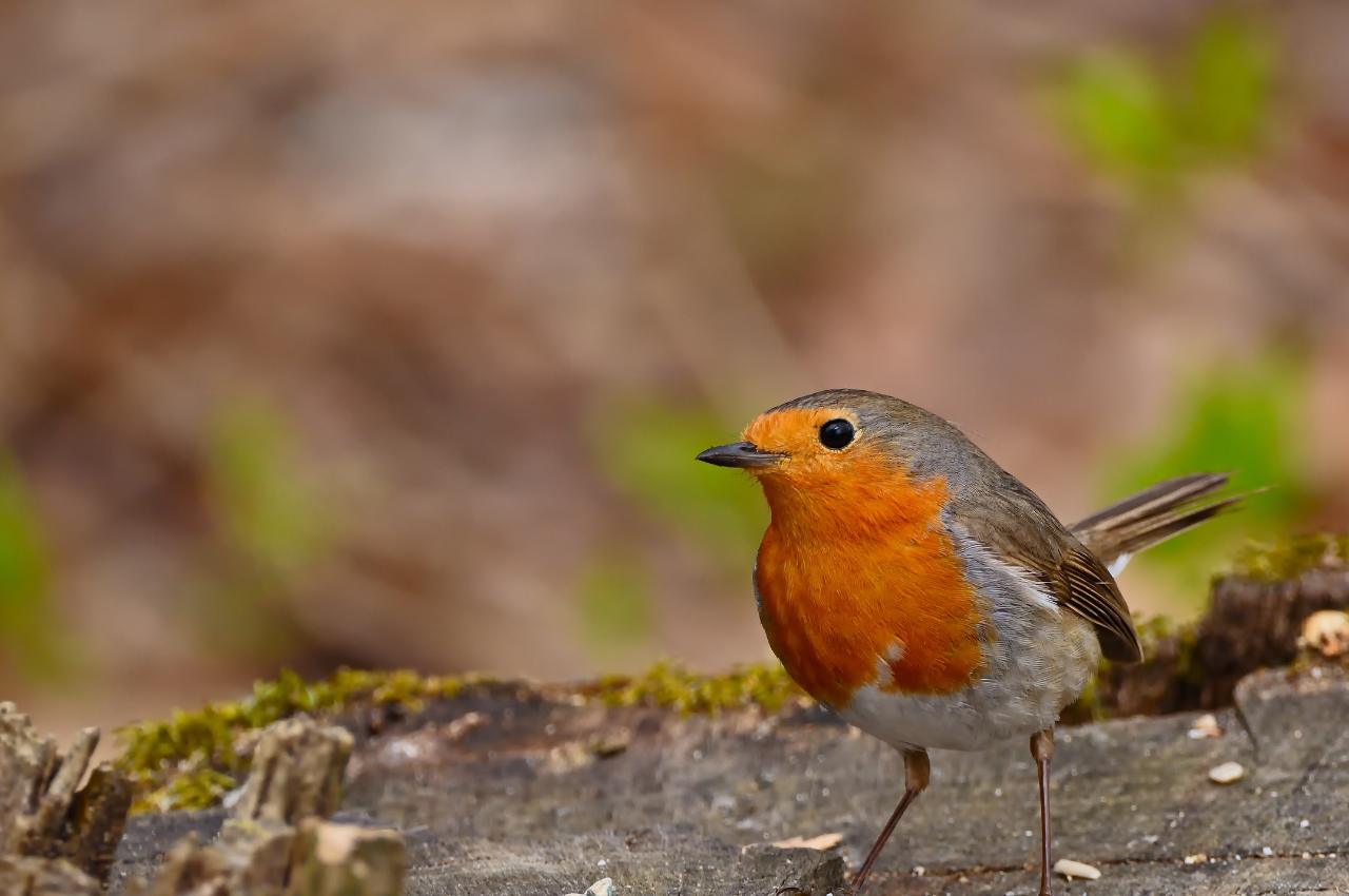 How Long Does a Robin Live? | Discover the Robin’s Life Cycle and Habits