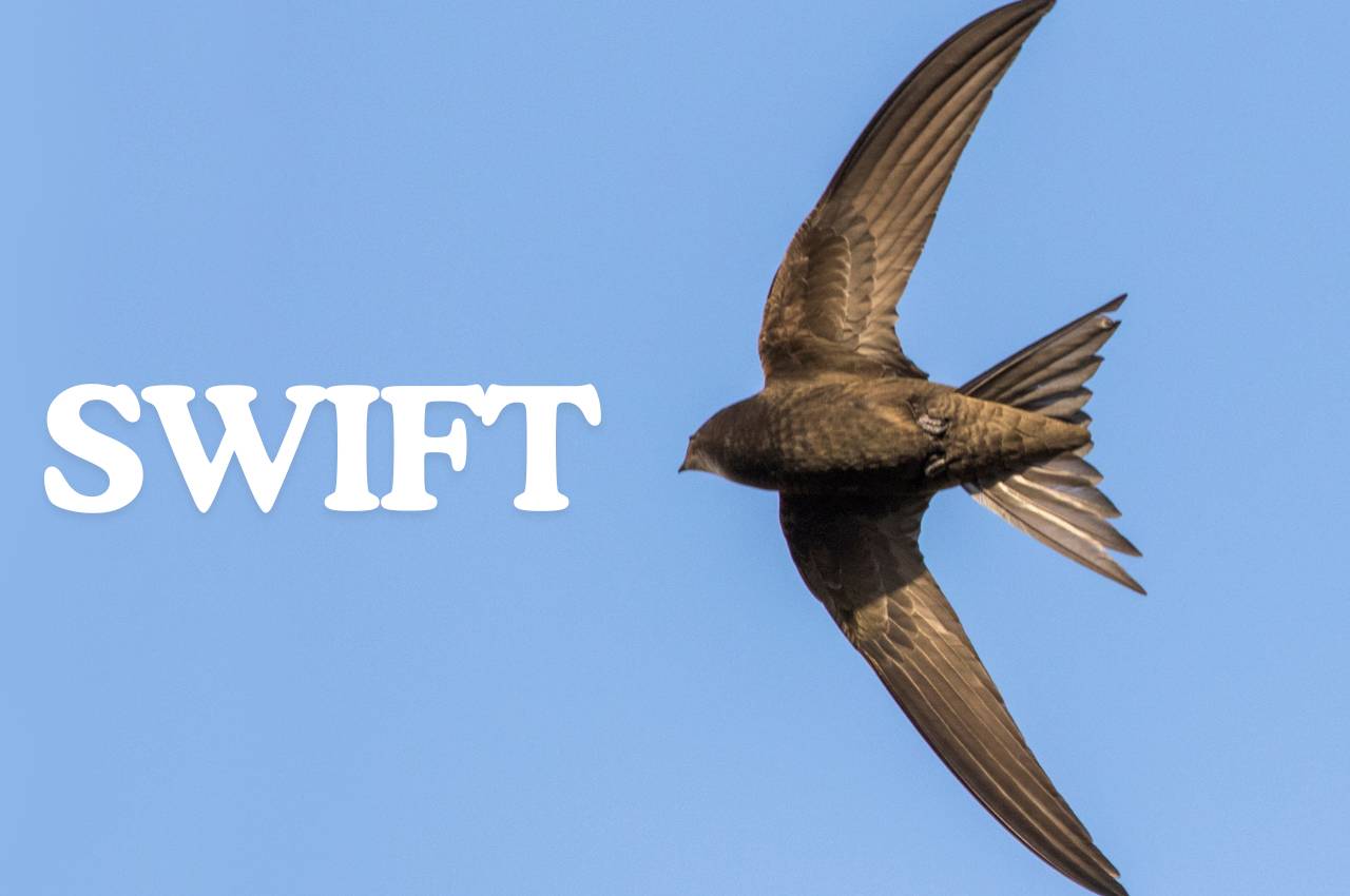 When Do Birds Leave the Nest: Key Timelines & Tips