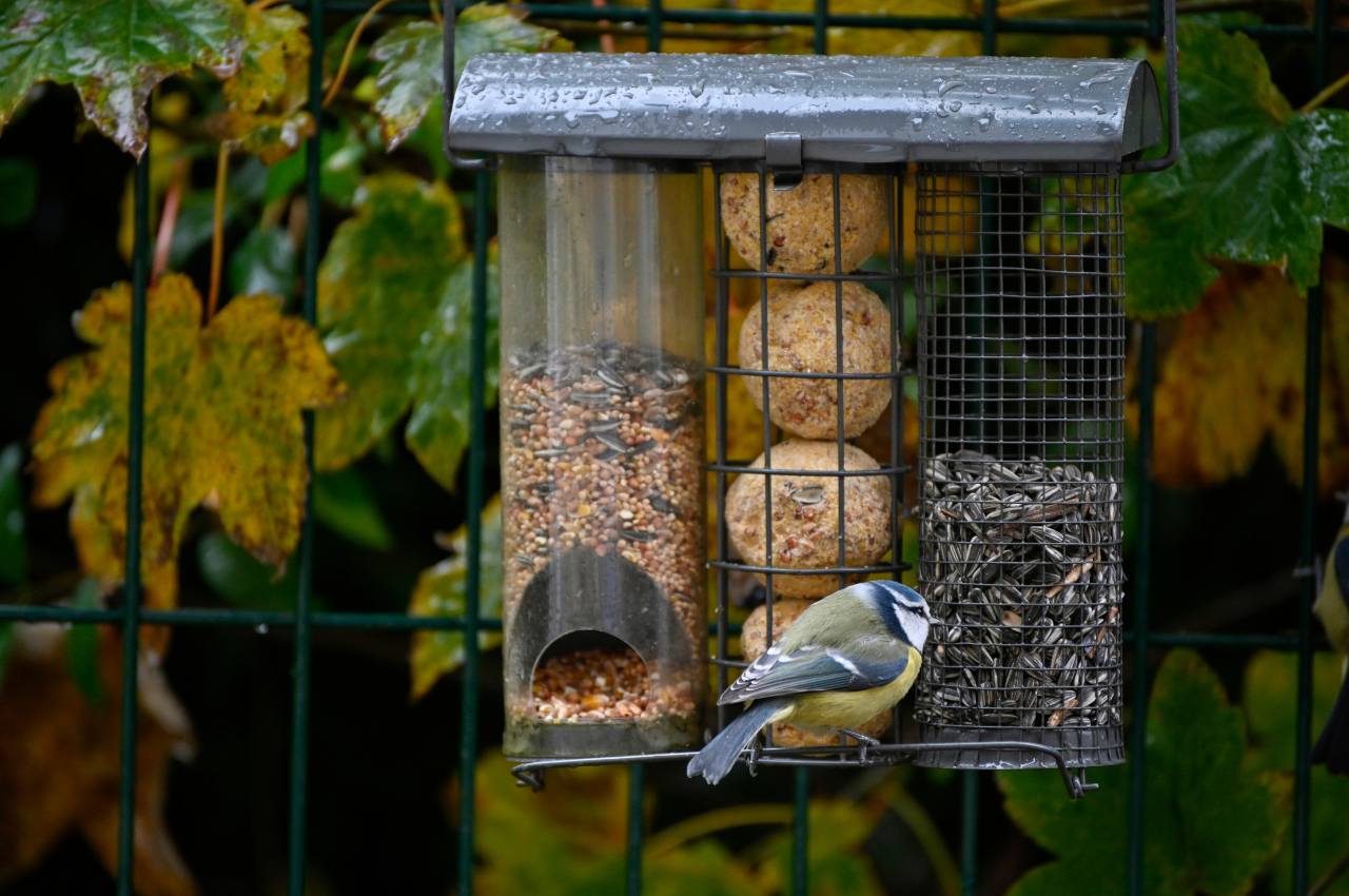 What Bird Food Attracts the Most Birds: Best Seeds and Feeders for UK ...