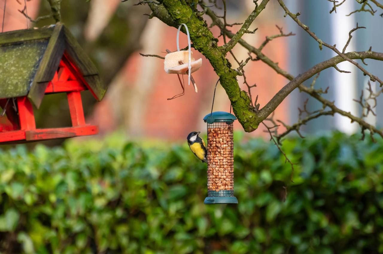 When Should You Feed Mealworms to Garden Birds in the UK?: A Seasonal ...