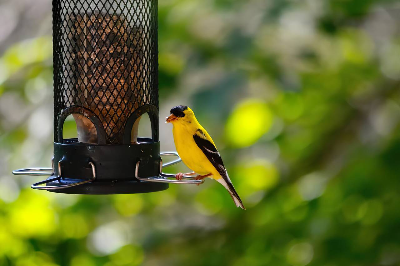 Quality Bird Food, Seed, and Bird Feeders