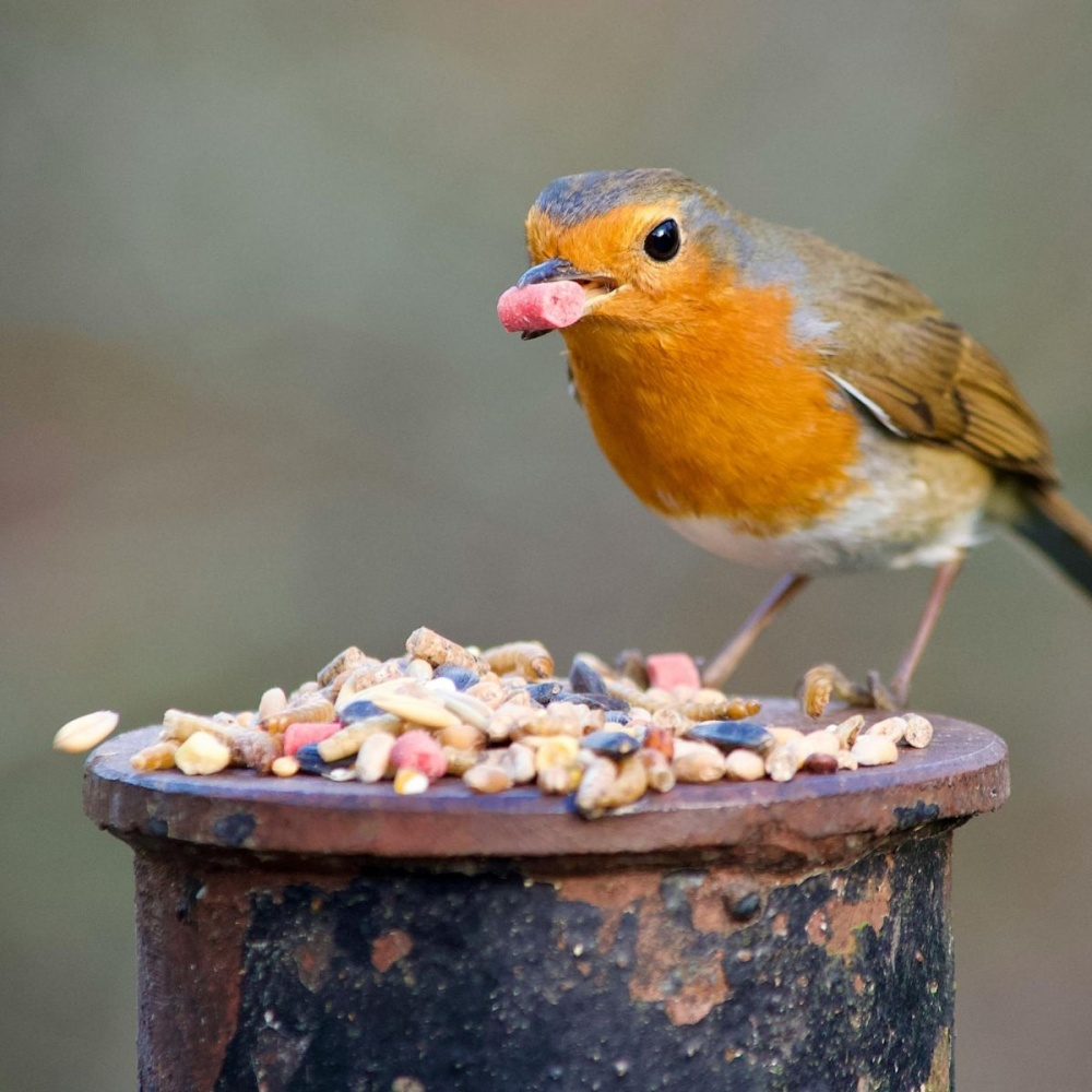 BeakyBites Robin and Song Bird Seed Mix 25kg - Bulk Bag - Bird Food