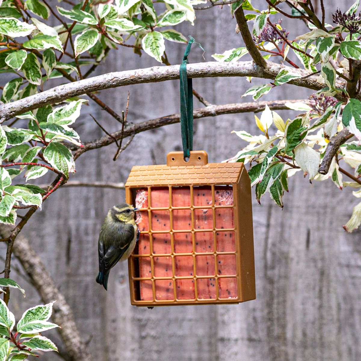 Suet Beginners Bundle for Wild Birds Fat Balls and Suet Feeders