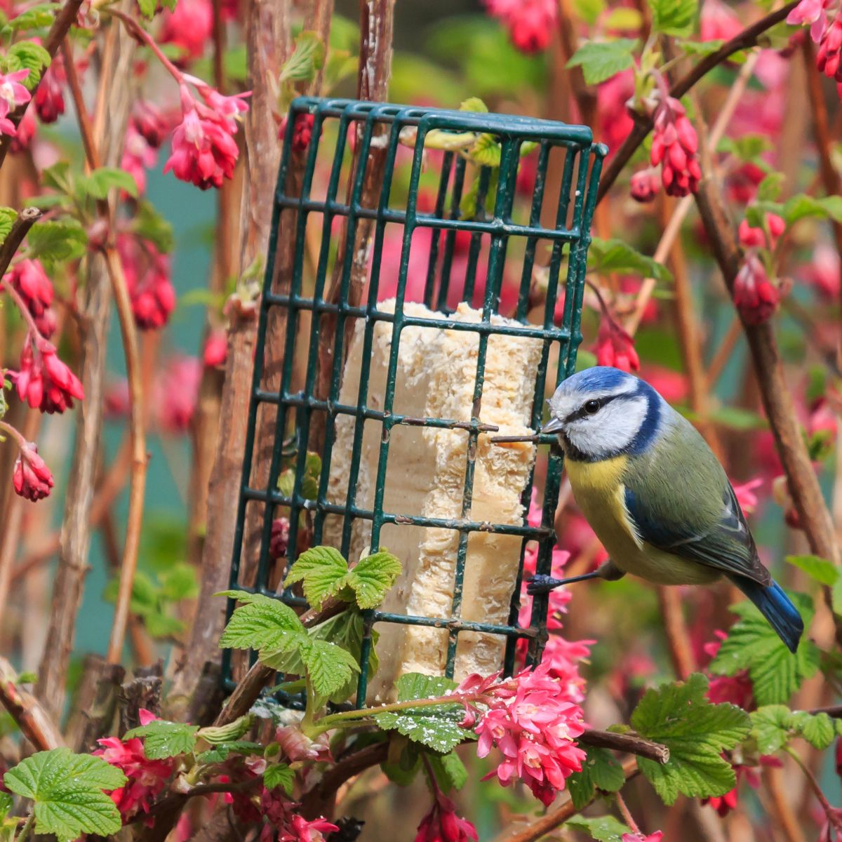 Suet Beginners Bundle for Wild Birds Fat Balls and Suet Feeders
